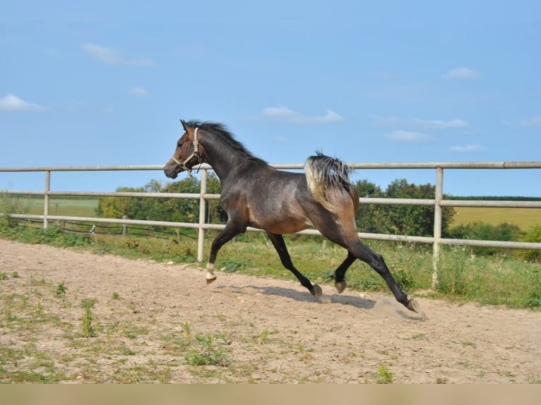 Arabian horses Stallion 2 years in Kurozwęki