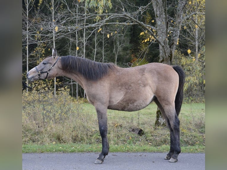 Arabian horses Stallion 2 years Gray in Liptov