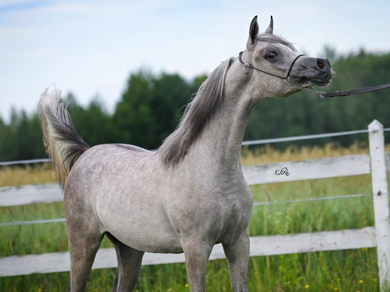 Arabian horses Stallion 2 years Gray in Wola Rz&#x119;dzi&#x144;ska