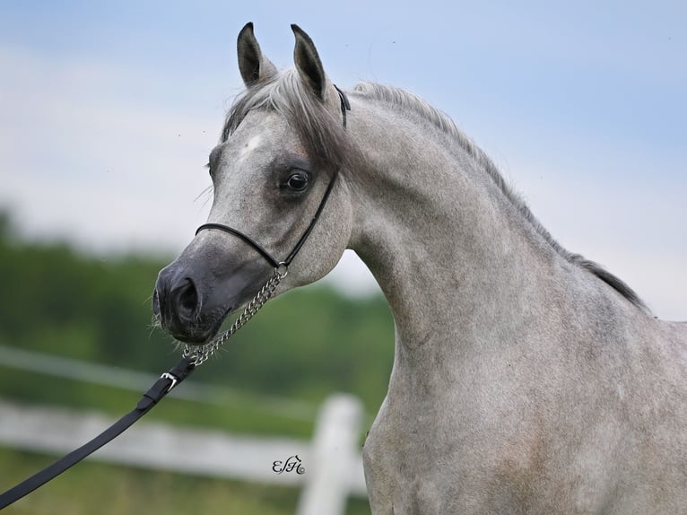 Arabian horses Stallion 2 years Gray in Wola Rz&#x119;dzi&#x144;ska
