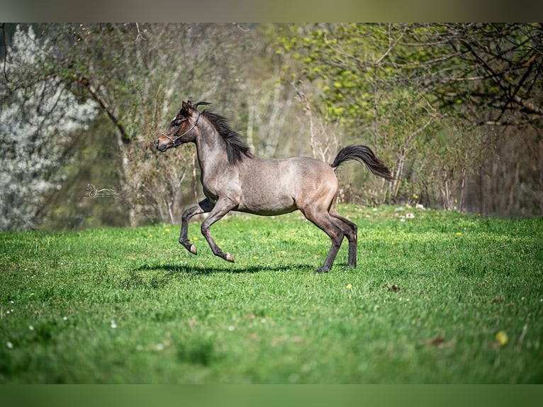 Arabian horses Stallion 2 years Gray in Grünbach am Schneeberg