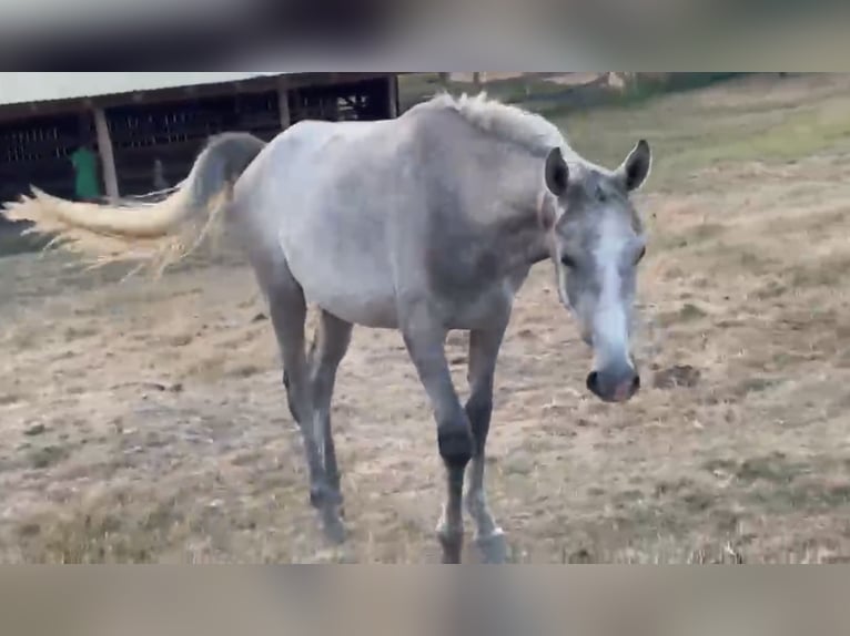 Arabian horses Stallion 2 years Grey-Dark-Tan in Medişa
