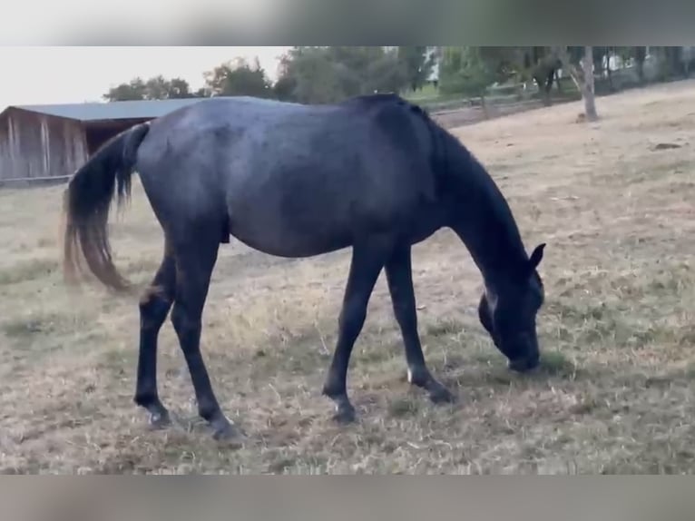 Arabian horses Stallion 2 years Grey-Dark-Tan in Medişa