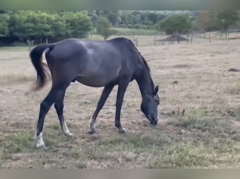 Arabian horses Stallion 2 years Grey-Dark-Tan in Medişa