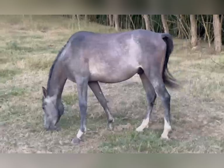 Arabian horses Stallion 2 years Grey-Dark-Tan in Medişa