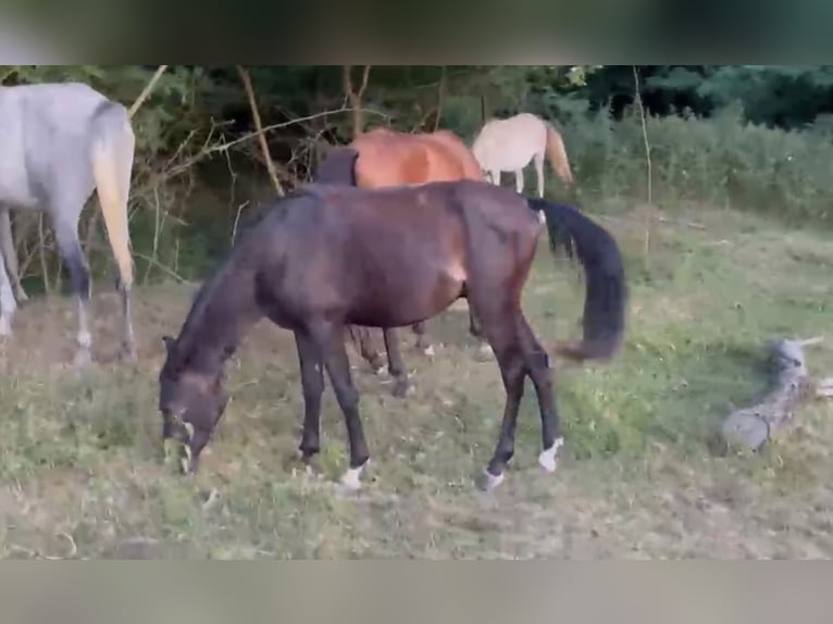 Arabian horses Stallion 2 years Grey-Dark-Tan in Medişa