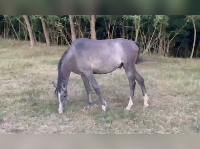 Arabian horses Stallion 2 years Grey-Dark-Tan in Medişa