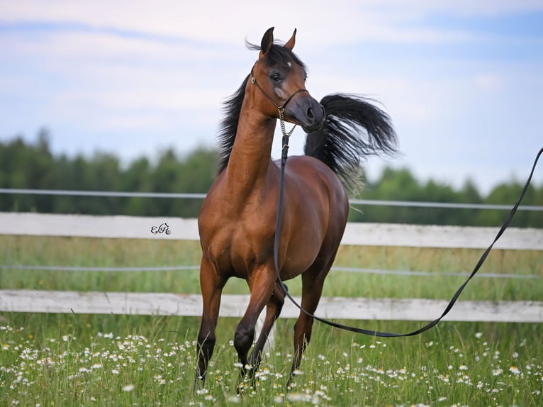 Arabian horses Stallion 2 years in Wola Rz&#x119;dzi&#x144;ska
