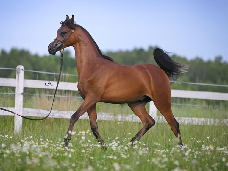 Arabian horses Stallion 2 years in Wola Rz&#x119;dzi&#x144;ska