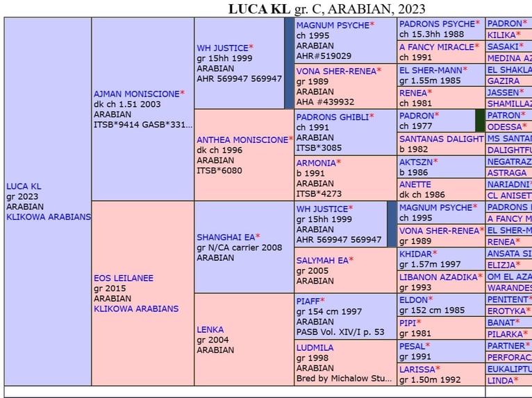 Arabian horses Stallion 2 years in Wola Rz&#x119;dzi&#x144;ska