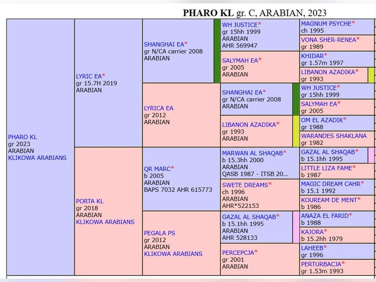Arabian horses Stallion 2 years in Wola Rz&#x119;dzi&#x144;ska