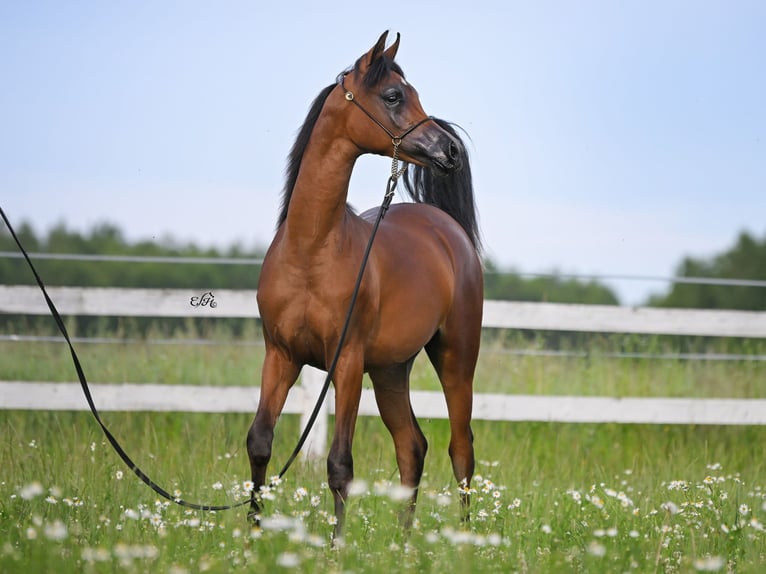 Arabian horses Stallion 2 years in Wola Rz&#x119;dzi&#x144;ska
