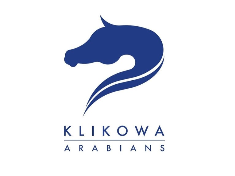 Arabian horses Stallion 2 years in Wola Rz&#x119;dzi&#x144;ska