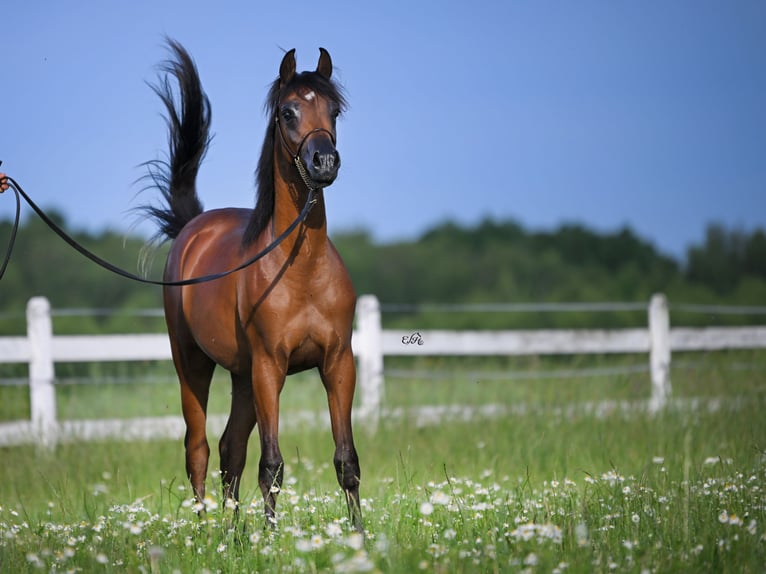 Arabian horses Stallion 2 years in Wola Rz&#x119;dzi&#x144;ska