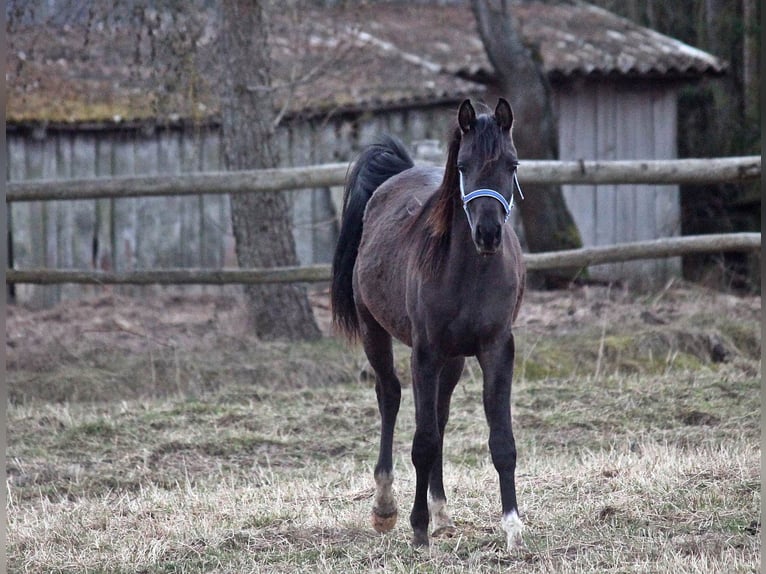 Arabian horses Stallion 3 years 14,2 hh Black in Zalesie