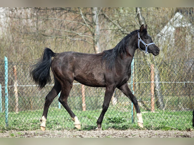 Arabian horses Stallion 3 years 14,2 hh Black in Zalesie