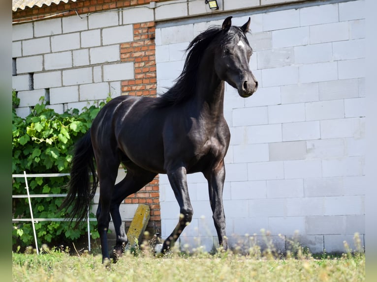 Arabian horses Stallion 3 years 14,2 hh Black in Zawidz Kościelny