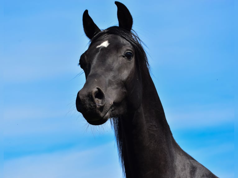 Arabian horses Stallion 3 years 14,2 hh Black in Zawidz Kościelny