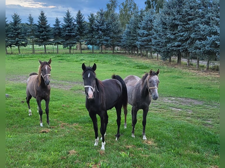 Arabian horses Stallion 3 years 14,2 hh Black in Lubiszyn