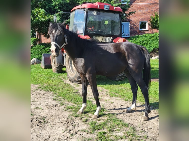 Arabian horses Stallion 3 years 14,2 hh Black in Lubiszyn