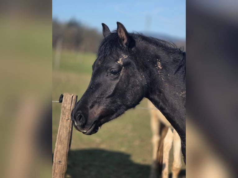 Arabian horses Stallion 3 years 14.2 hh Black in HagendornHagendorn