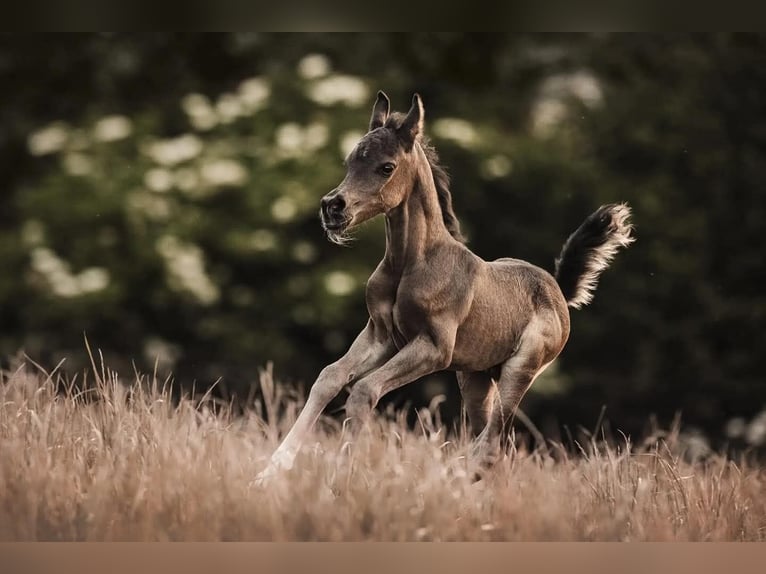 Arabian horses Stallion 3 years 14.2 hh Black in HagendornHagendorn