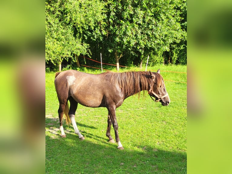 Arabian horses Stallion 3 years 14,2 hh Gray in Lubiszyn