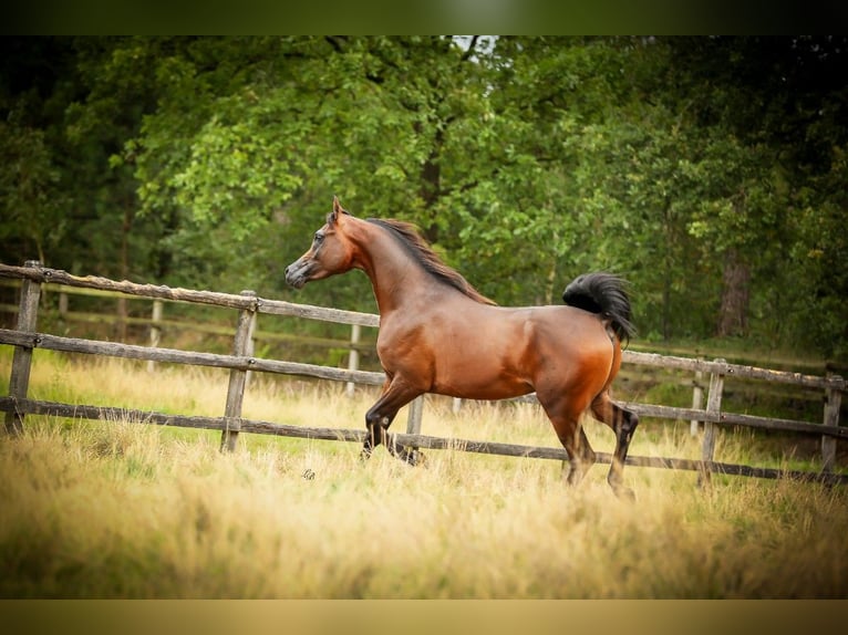 Arabian horses Stallion 3 years 14,3 hh Brown in BELOEIL