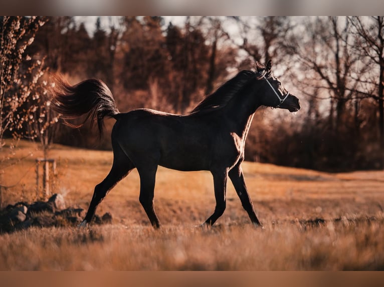 Arabian horses Stallion 3 years 14,2 hh Black in HagendornHagendorn