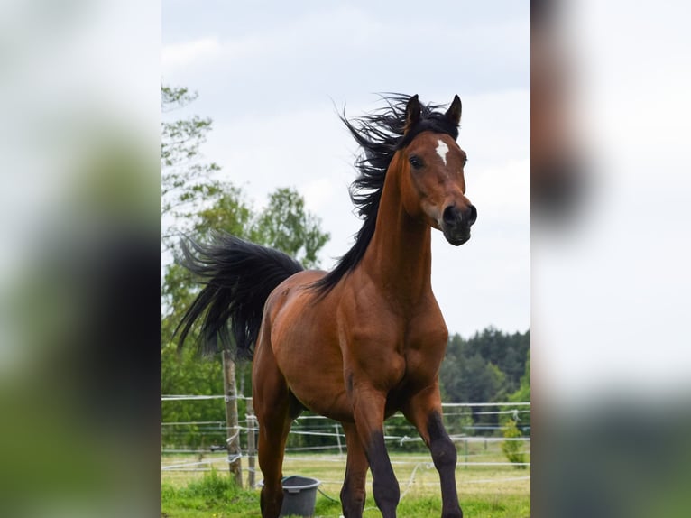 Arabian horses Stallion 3 years 14,3 hh Brown in Wielgolas Duchnowski