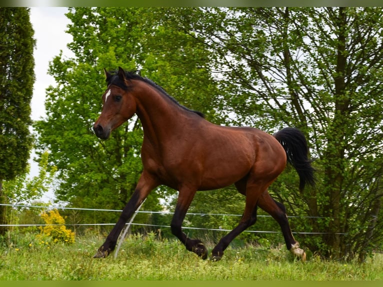 Arabian horses Stallion 3 years 14,3 hh Brown in Wielgolas Duchnowski