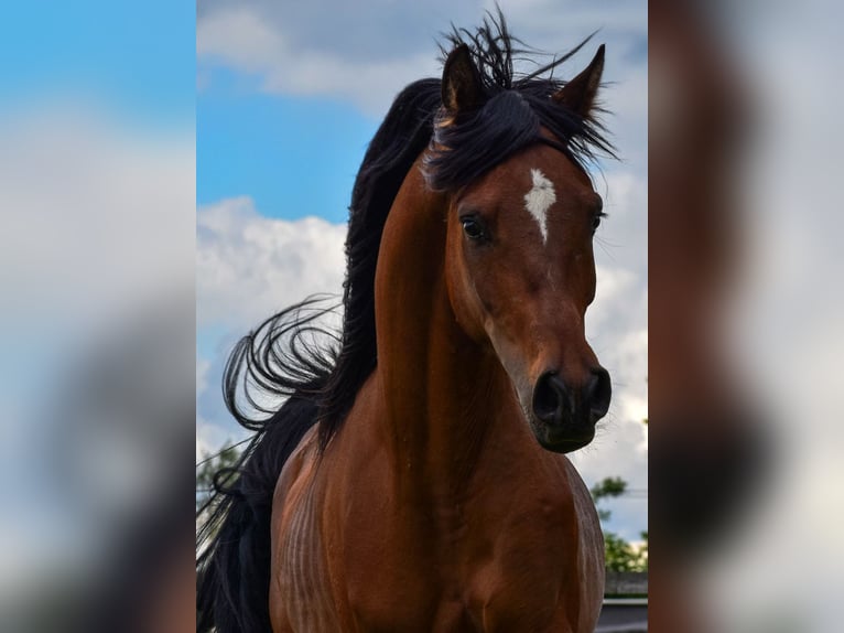 Arabian horses Stallion 3 years 14,3 hh Brown in Wielgolas Duchnowski