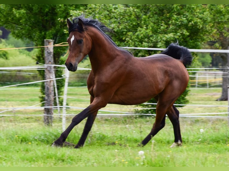 Arabian horses Stallion 3 years 14,3 hh Brown in Wielgolas Duchnowski