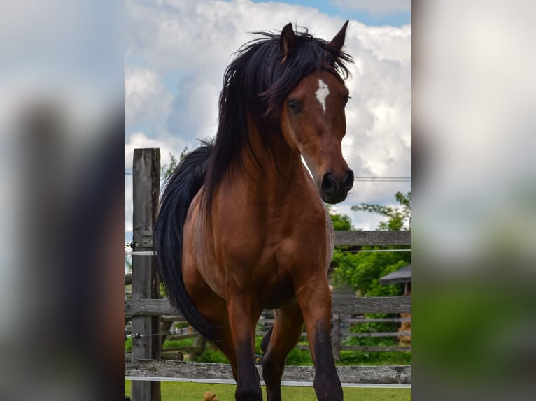 Arabian horses Stallion 3 years 14,3 hh Brown in Wielgolas Duchnowski