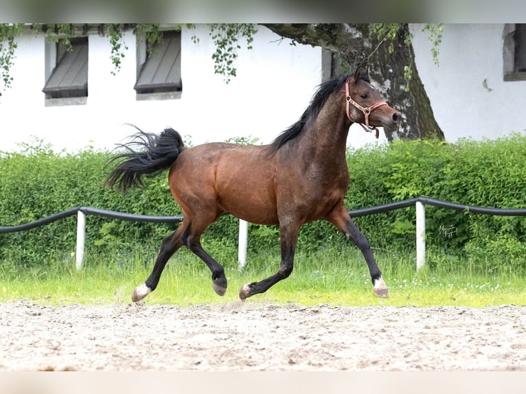 Arabian horses Stallion 3 years 15.1 hh Bay-Dark in Kurozweki