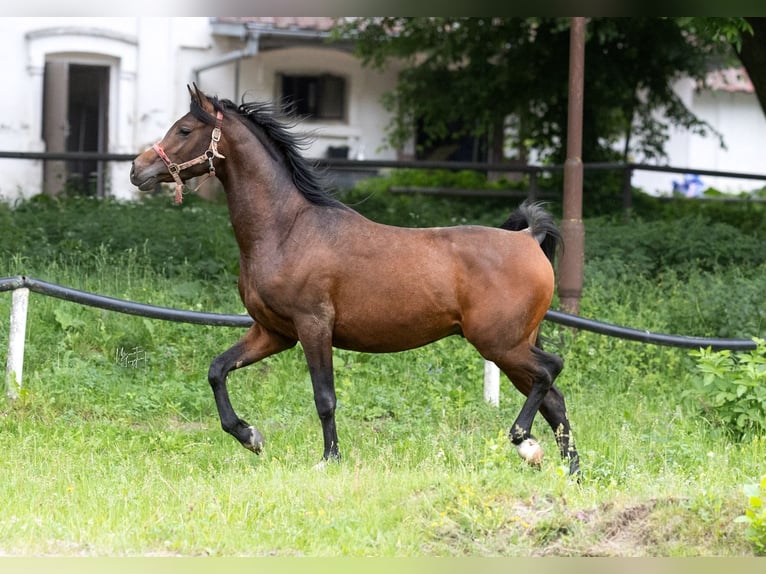 Arabian horses Stallion 3 years 15.1 hh Bay-Dark in Kurozweki