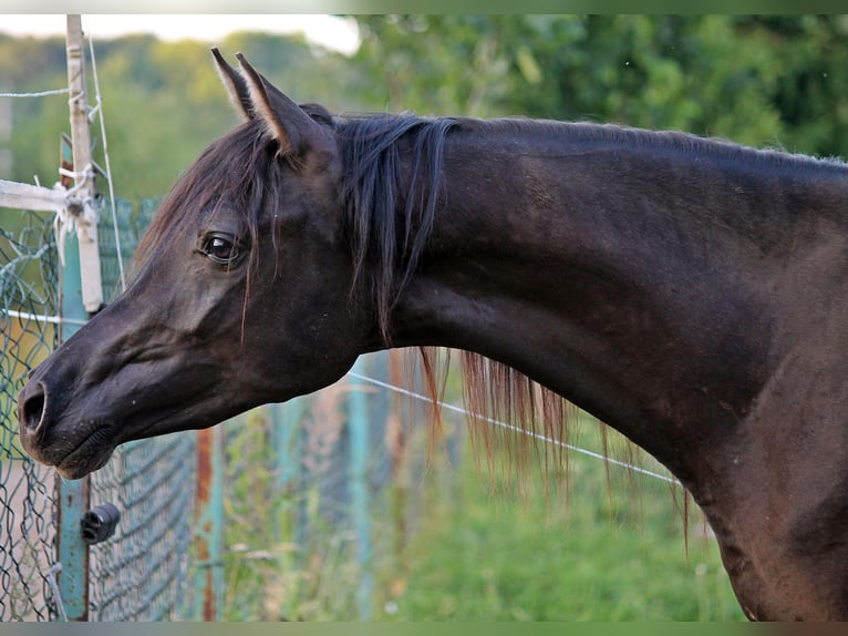 Arabian horses Stallion 3 years 15,1 hh Black in Raków