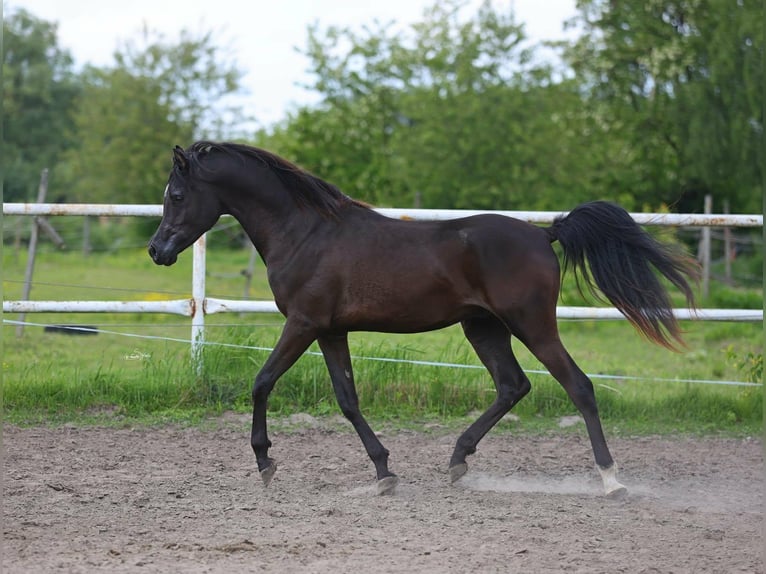Arabian horses Stallion 3 years 15.1 hh Black in Lodz