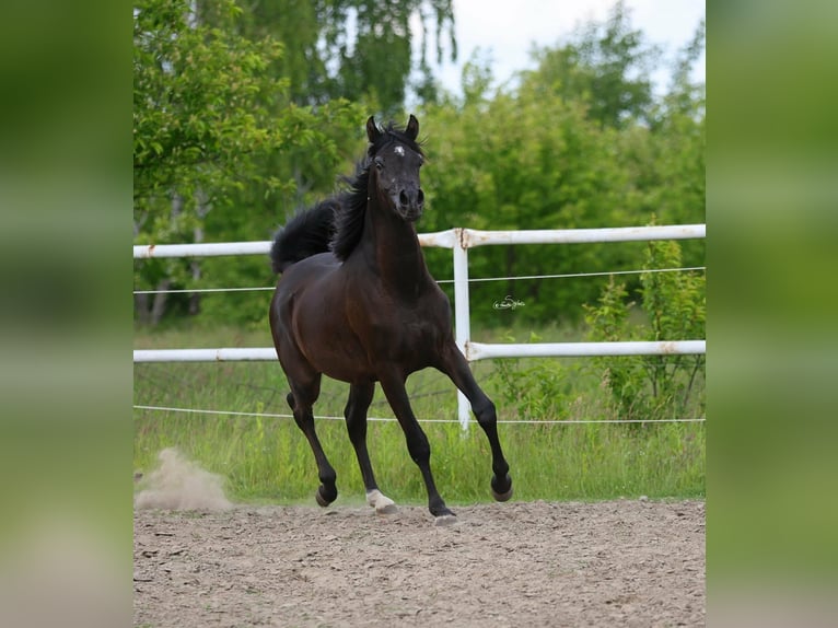 Arabian horses Stallion 3 years 15.1 hh Black in Lodz