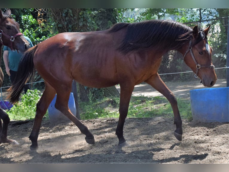 Arabian horses Stallion 3 years 15,1 hh Brown in Boxmeer