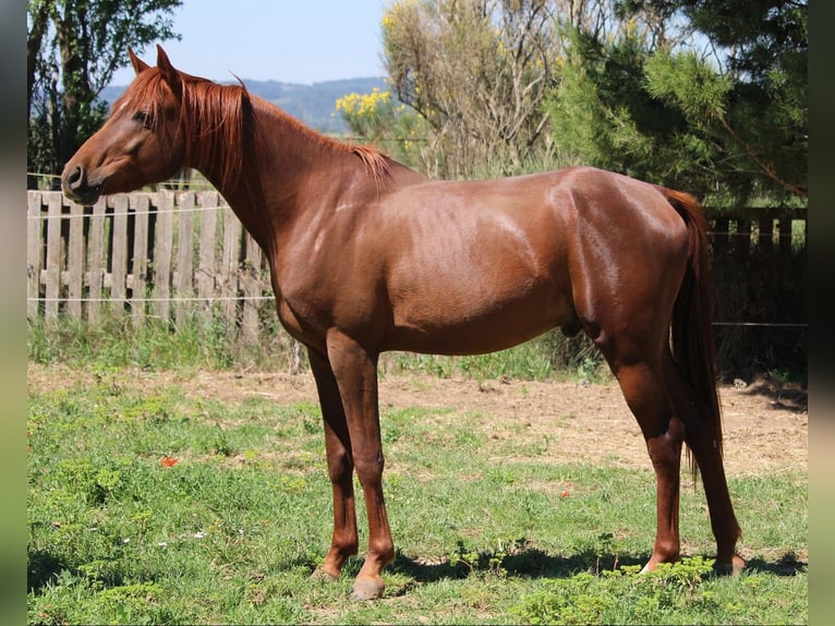 Arabian horses Stallion 3 years 15,1 hh Chestnut-Red in Aigues-Vives