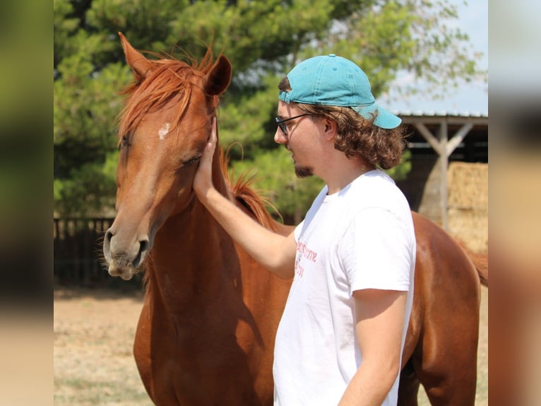 Arabian horses Stallion 3 years 15,1 hh Chestnut-Red in Aigues-Vives