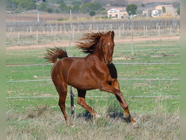 Arabian horses Stallion 3 years 15,1 hh Chestnut-Red in Aigues-Vives