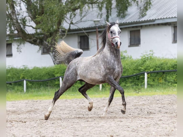 Arabian horses Stallion 3 years 15.1 hh Grey in Kurozwęki