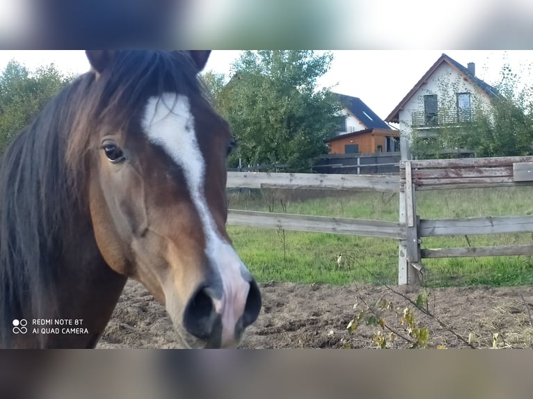 Arabian horses Stallion 3 years 15.1 hh Smoky-Black in Radłów