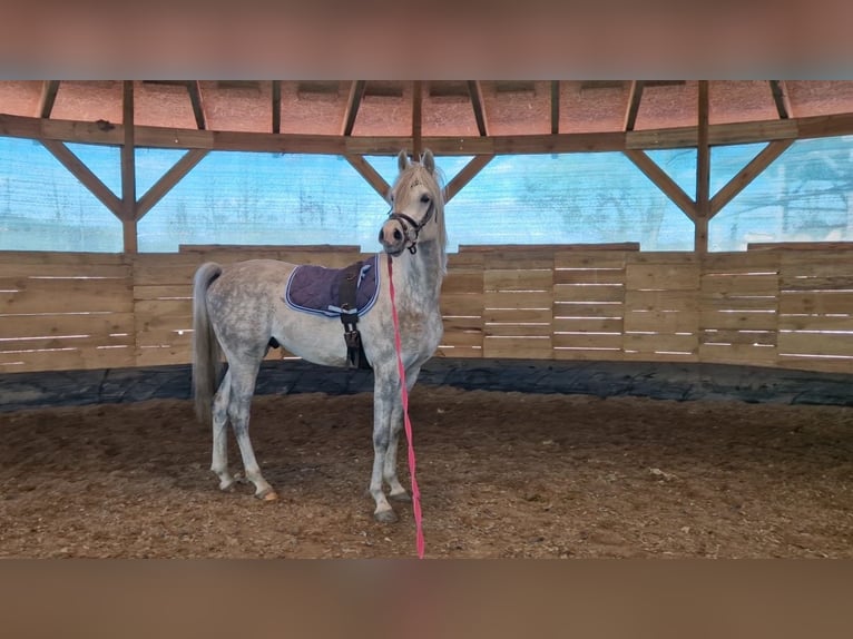 Arabian horses Stallion 3 years 15,2 hh Gray in Poznań