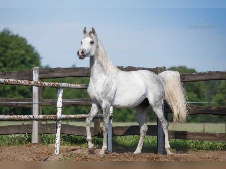 Arabian horses Stallion 3 years 15,2 hh Gray in Poznań