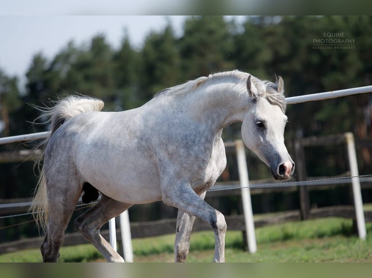 Arabian horses Stallion 3 years 15,2 hh Gray in Poznań