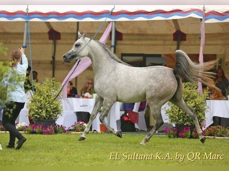 Arabian horses Stallion 3 years 15,2 hh Gray in Poznań