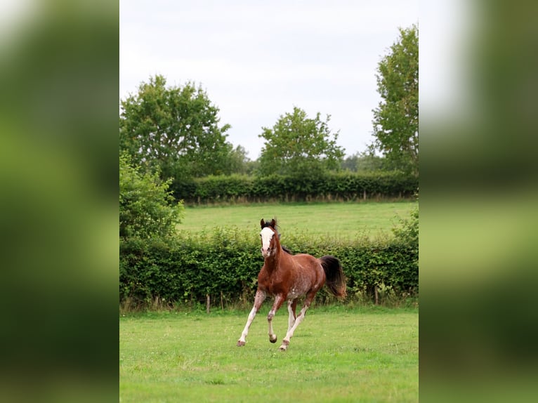 Arabian horses Stallion 3 years 15.2 hh Sabino in goven